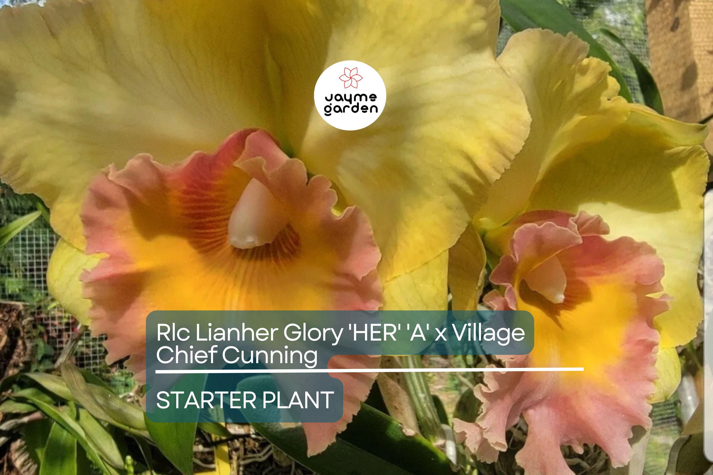 Rlc Lian Her Glory 'HER' x Village Chief Cunning Orchid | Live Tropical Cattleya Starter Plant in 3" Pot | Vibrant Yellow Blooms