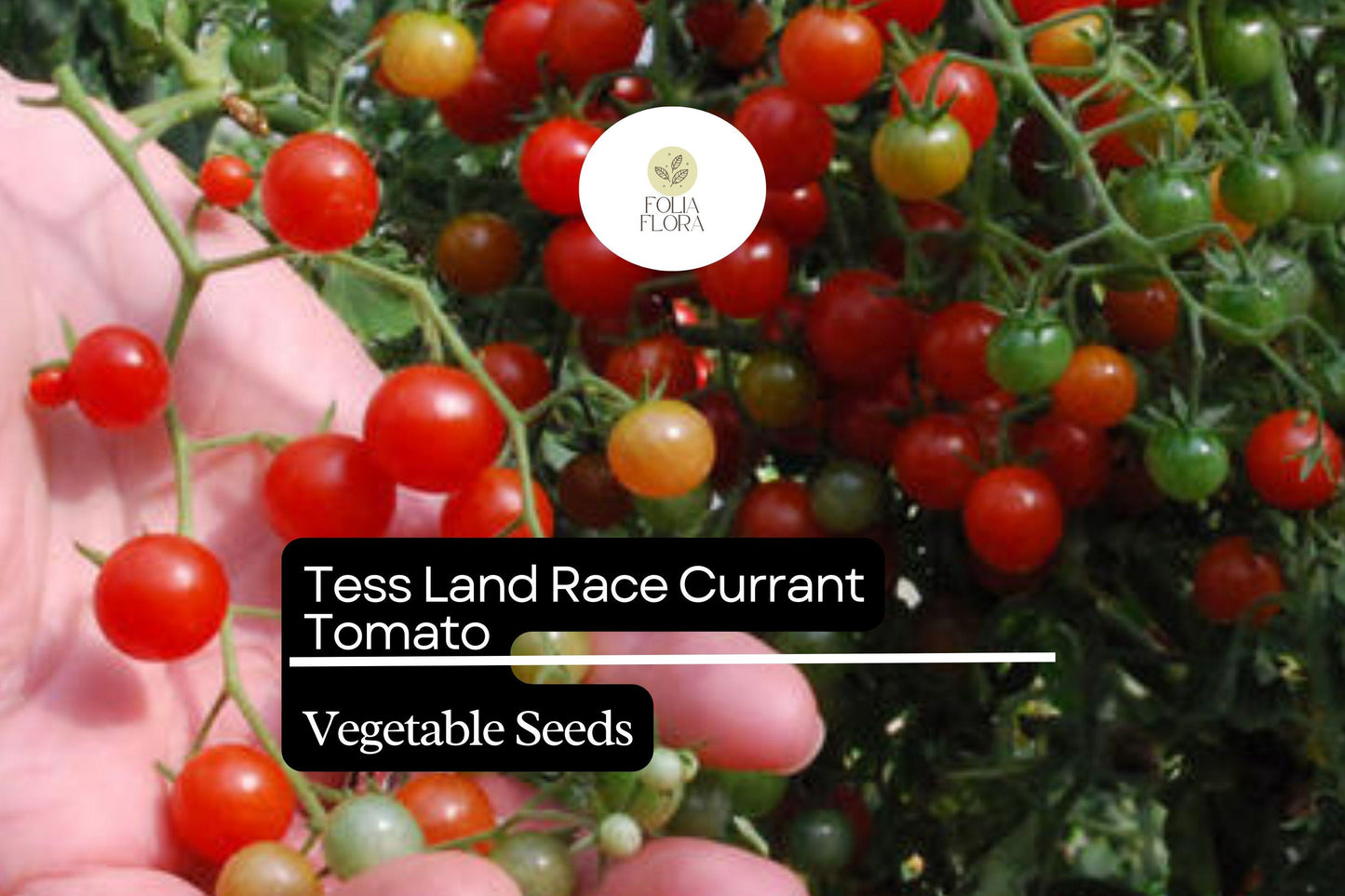 25 Seeds Tess' Land Race Currant Tomato | Tiny Cherry Tomatoes | Heirloom, High-Yield, Sweet Flavor, Perfect for Snacking & Salads