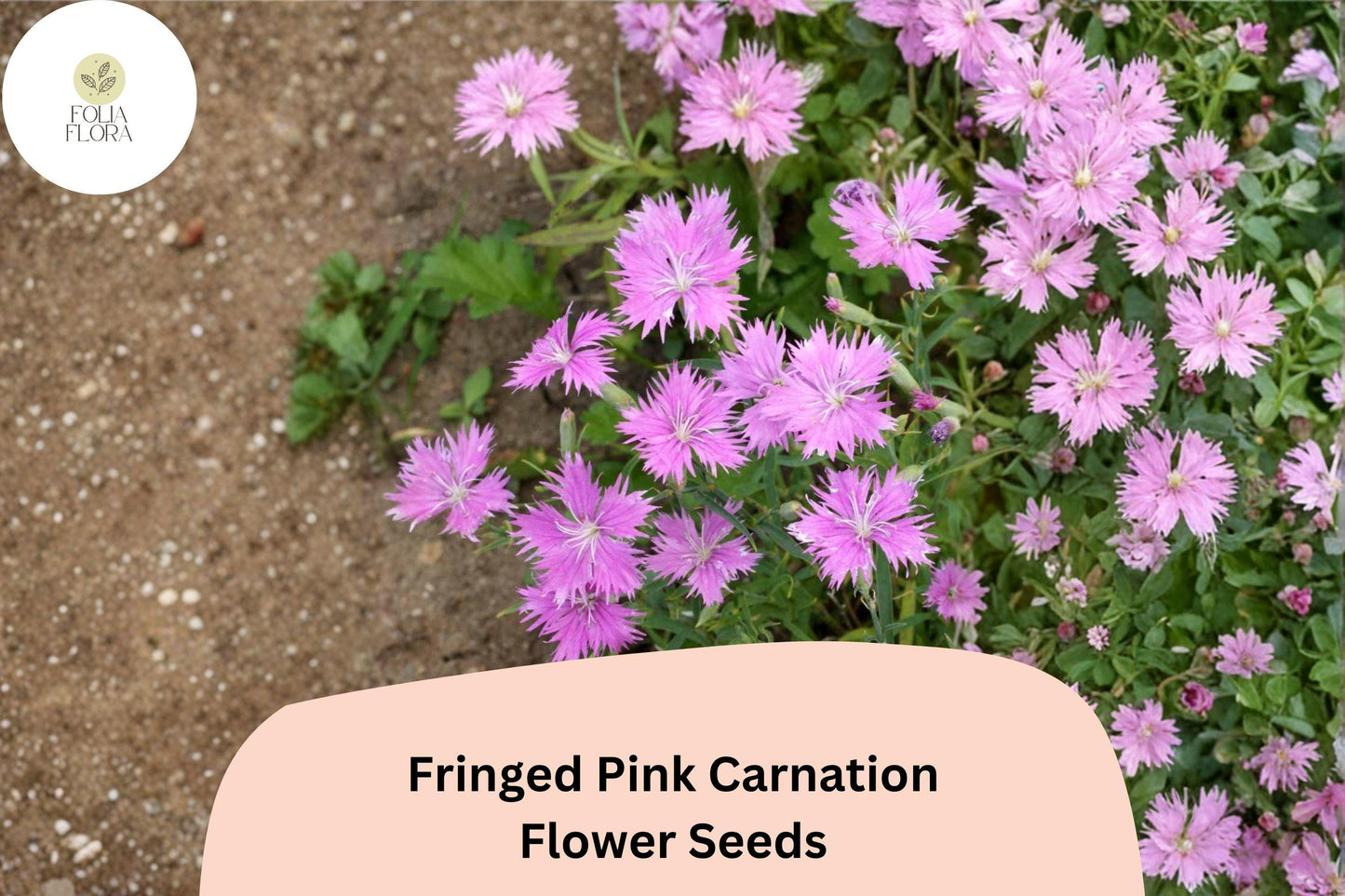 200+ Fringed Pink Carnation Seeds: Frilly Pink Blooms, Hardy Perennial Garden Flowers