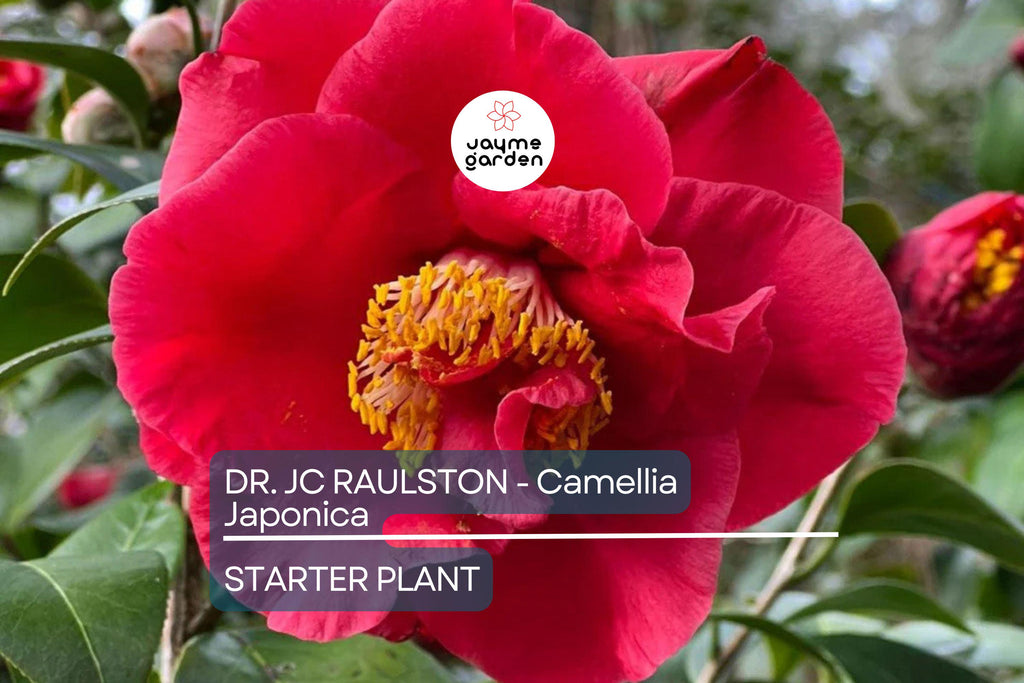 Dr. JC Raulston Camellia Japonica Starter Plant | Rare Red Variety | Live, Well-Rooted Plant | Shade-Loving Ornamental Shrub