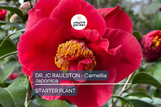 Dr. JC Raulston Camellia Japonica Starter Plant | Rare Red Variety | Live, Well-Rooted Plant | Shade-Loving Ornamental Shrub