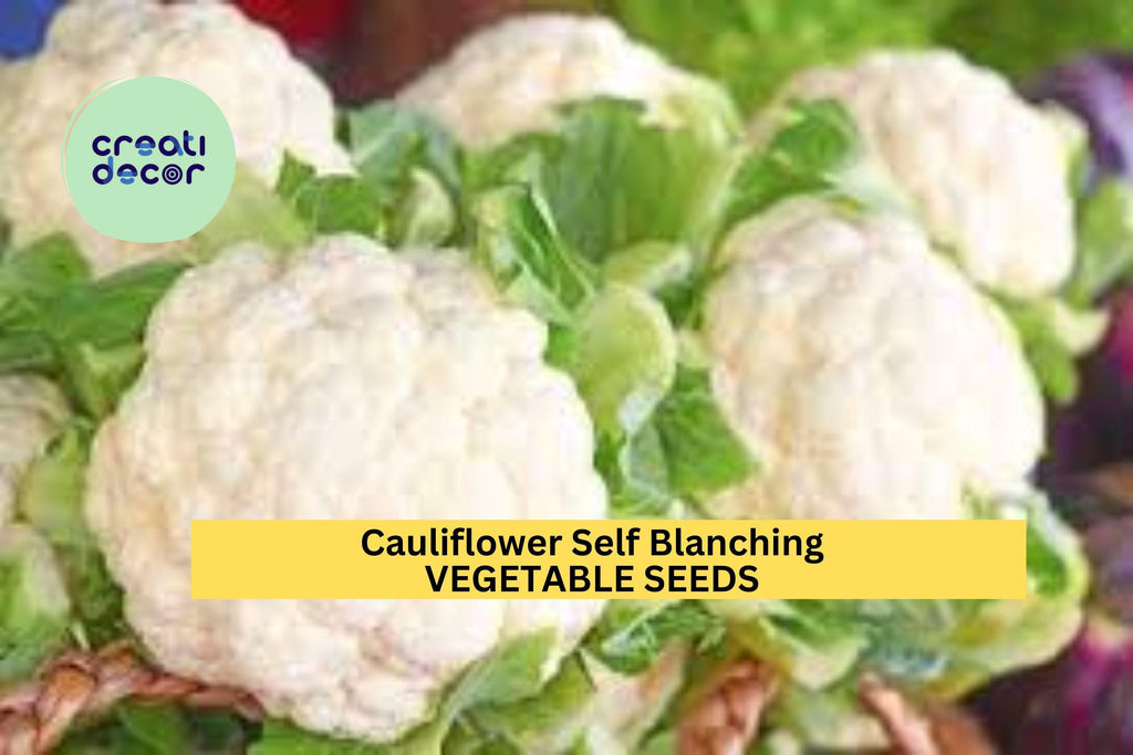 3pcs of 1g Cauliflower Self Blanching Seeds – Compact Heads, Crisp Texture – Easy Growing Vegetable Seeds for Planting in Home Gardens