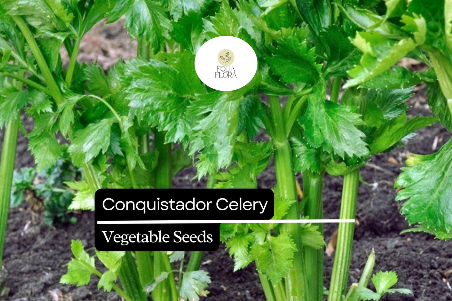 100 Seeds Conquistador Celery (Apium graveolens) – Crisp, Flavorful, High-Yield Variety