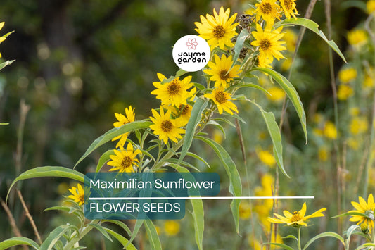 1,000 Maximilian Sunflower Seeds - Non-GMO, Free Shipping, Perennial, Yellow Blooms