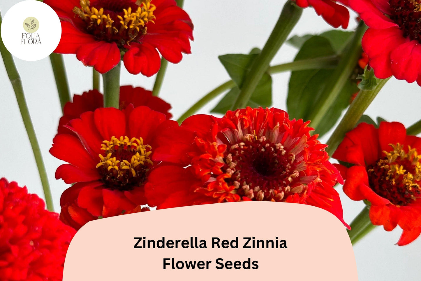 Zinderella Red Zinnia Seeds: Double Pompon Blooms, Heirloom Non-GMO
