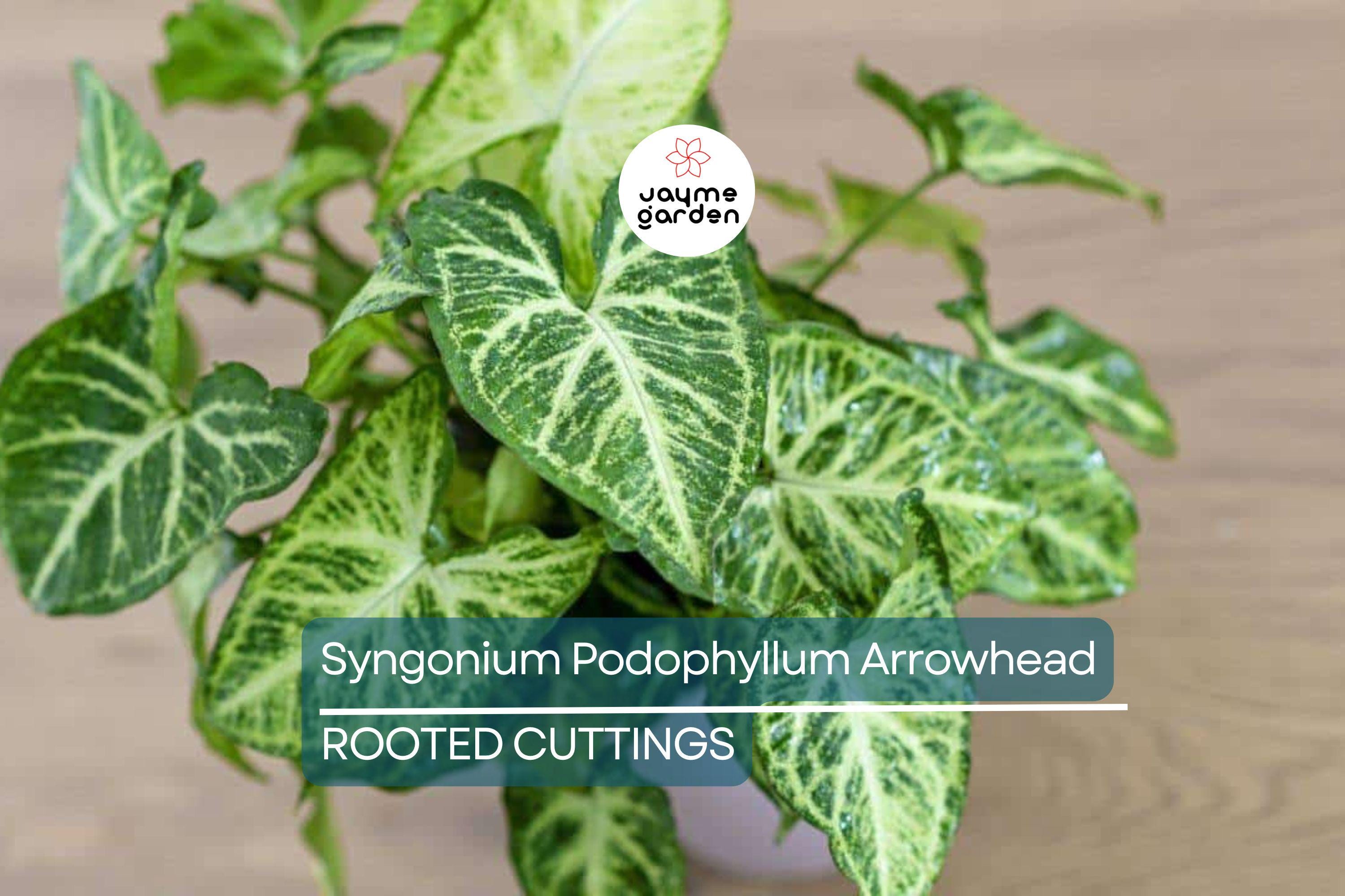 4 Syngonium Podophyllum Cuttings - White Butterfly Arrowhead Vine - Easy Care Houseplant, 5”+ Tall, Perfect for Indoor Gardens