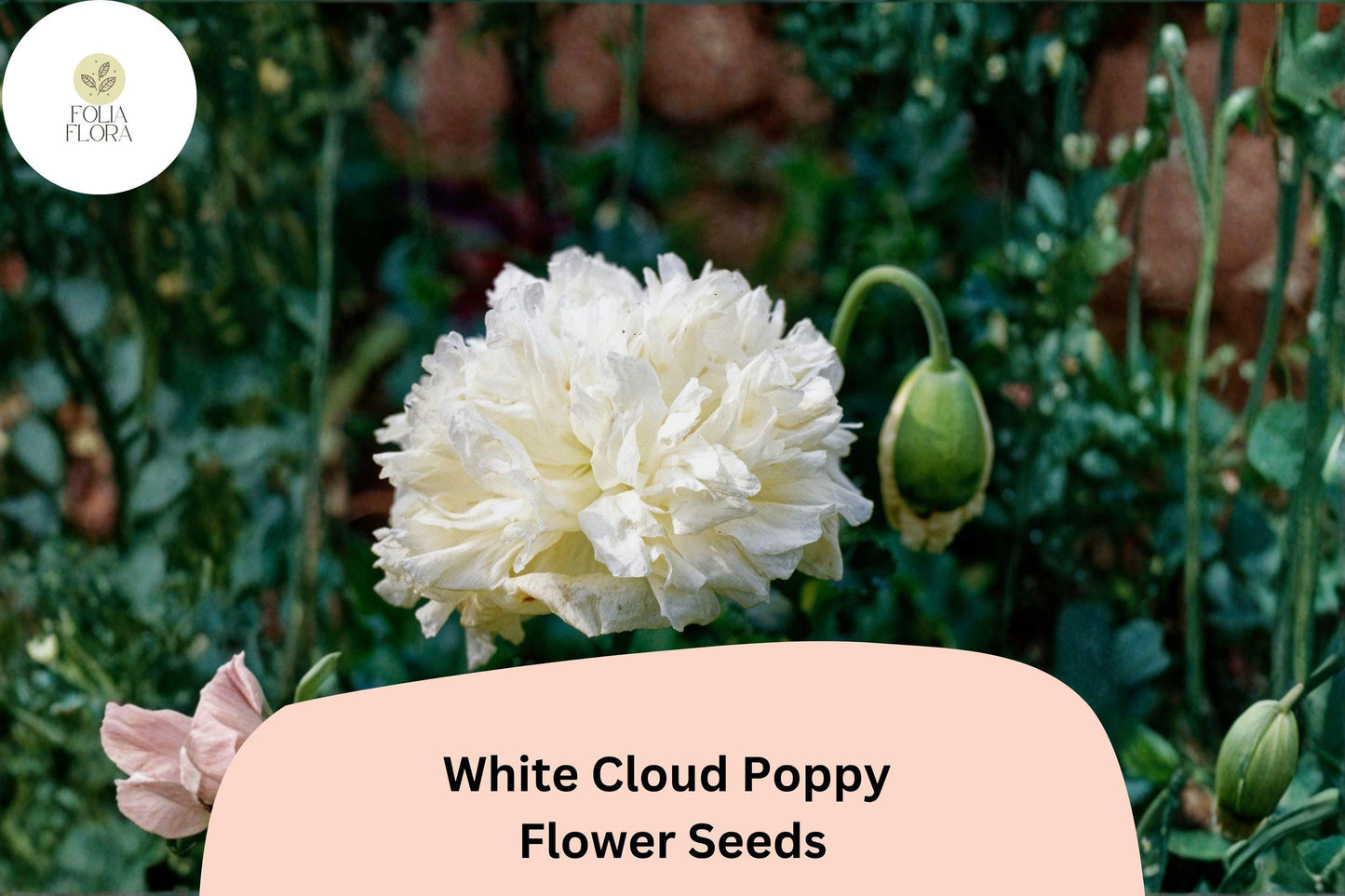 200+ White Cloud Poppy Seeds for Garden Planting – Pure White Blooms, Easy to Grow Annual Wildflower