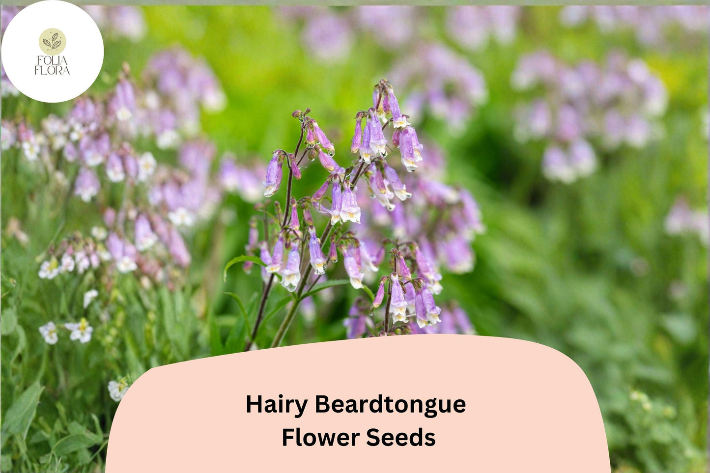 Hairy Beardtongue Seeds – 100 Penstemon hirsutus | Perennial Garden Plant for Pollinator & Meadow Gardens