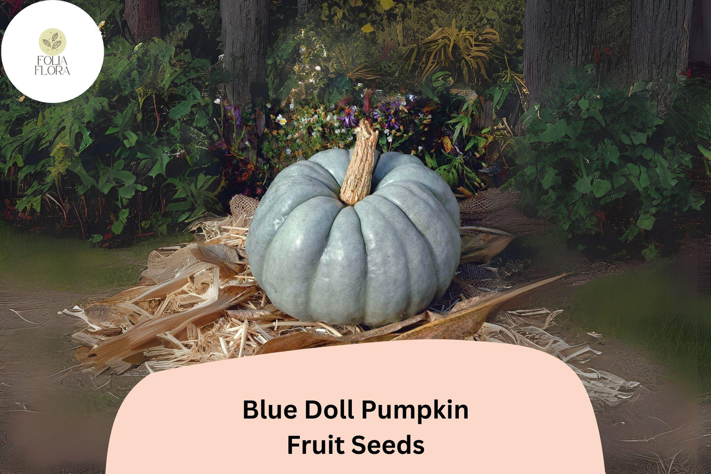 25+ Blue Doll Pumpkin Seeds | Cucurbita maxima | Unique Blue Heirloom Pumpkin for Garden Planting & Fall Displays