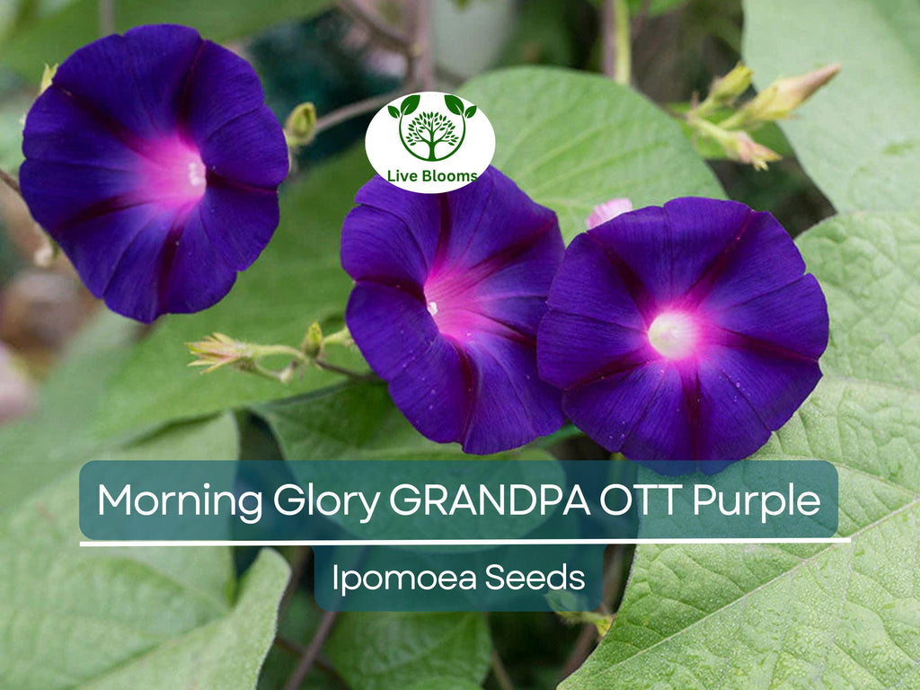 100 Morning Glory Grandpa Ott Seeds – Purple Heirloom Vine | Ipomoea purpurea | Climbing 15' | Non-GMO Fast-Growing Flower