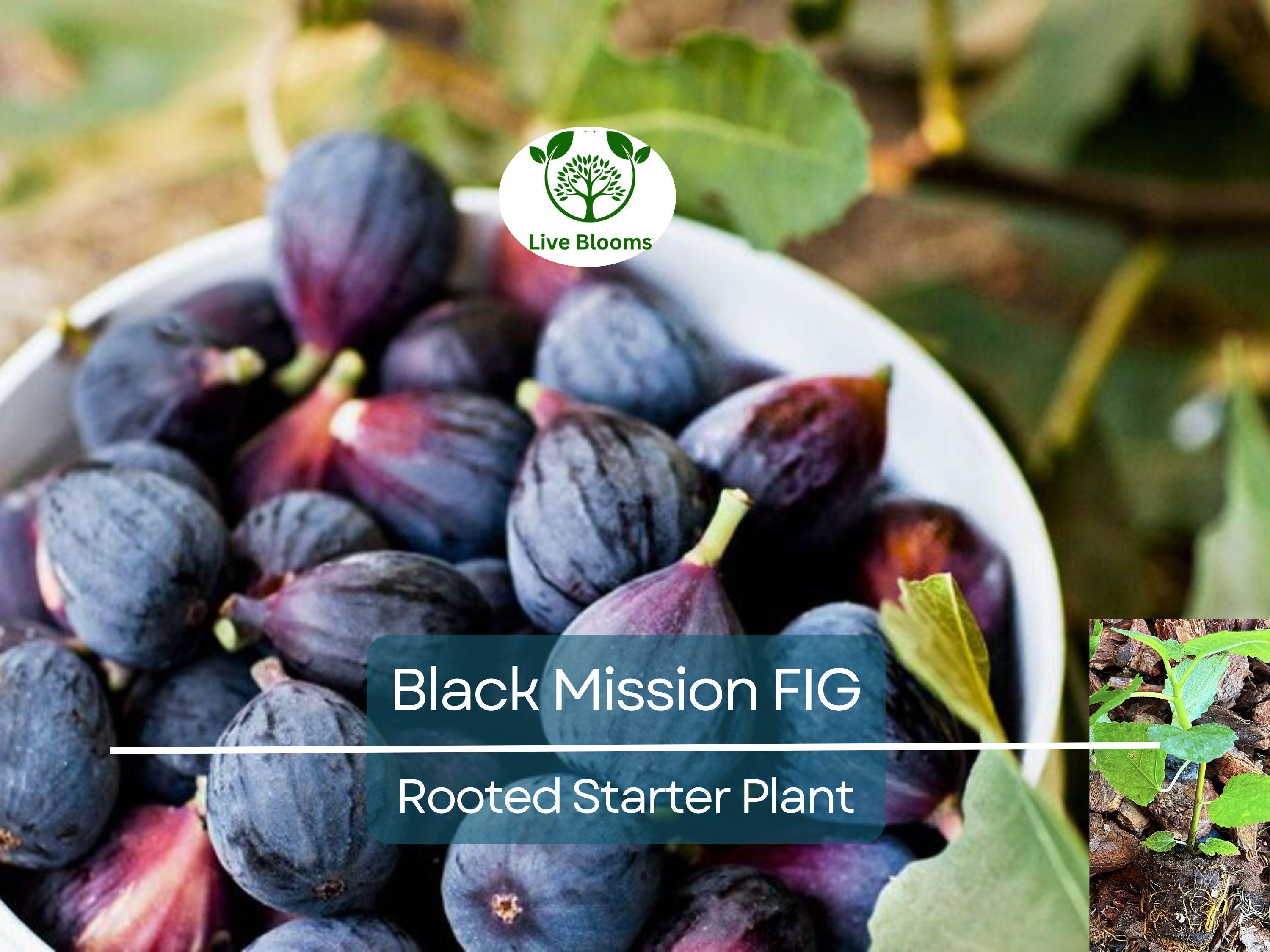 1 Ficus "Black Mission" Fig Tree Starter Plant - Hardy, Healthy, Fresh Ficus Carica, Indoor/Outdoor, Delicious Fruit, Home Garden, Edible