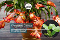 Christmas Cactus Starter Plant | Sunset Strip Schlumbergera Truncata | Easy-Care Holiday Blooms | Well-Rooted Plug