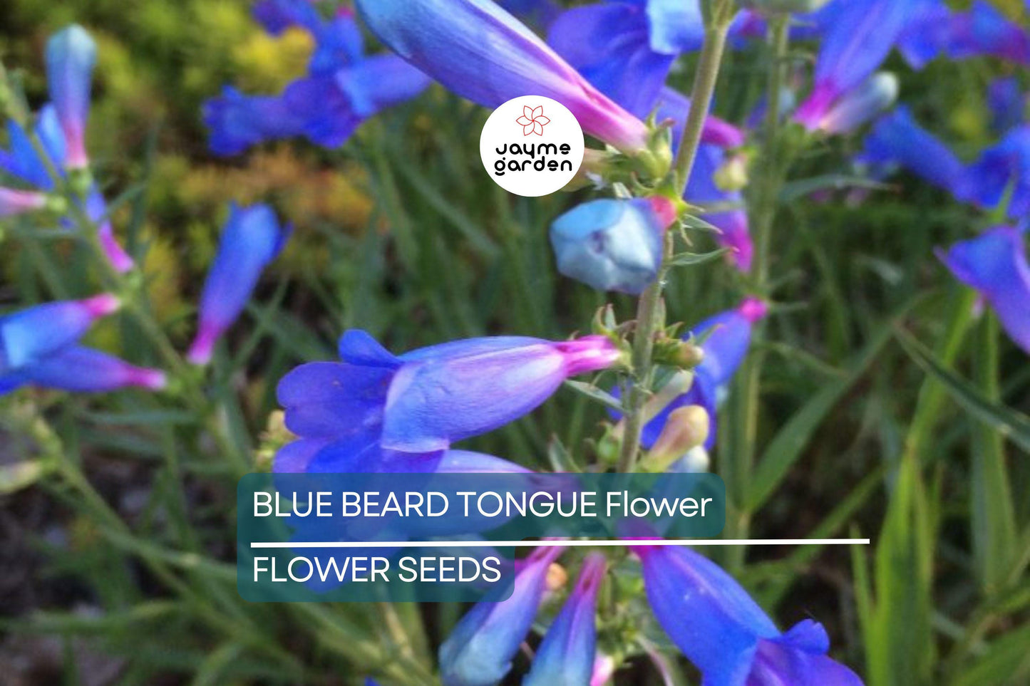 20 Blue Beard Tongue Seeds – Penstemon spectabilis, Hummingbird & Butterfly Magnet
