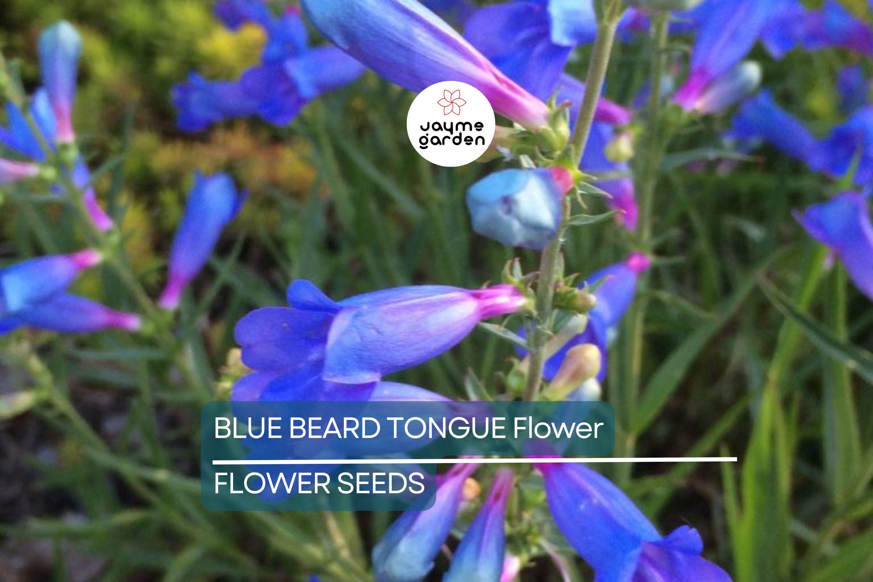 20 Blue Beard Tongue Seeds – Penstemon spectabilis, Hummingbird & Butterfly Magnet