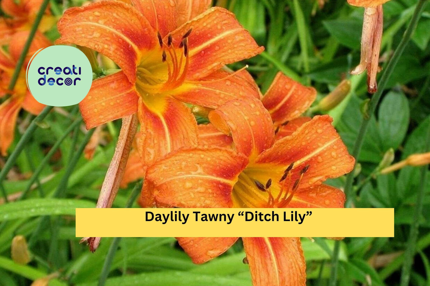 40 Big Bare Root Plants - Daylily Tawny “Ditch Lily” , Hardy Perennial Flowers for Garden Borders, Landscaping, Easy to Grow Blooms
