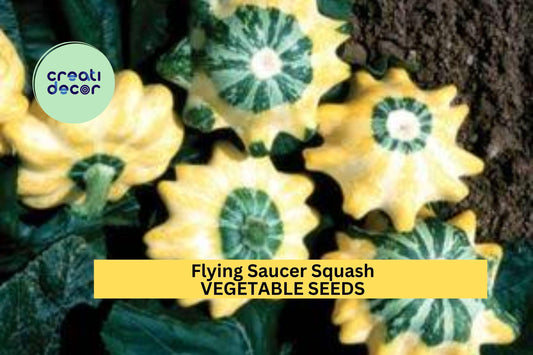 25+ Flying Saucer Squash Seeds – Unique Yellow-Striped Patty Pan for Garden Planting, Fun & Productive Summer Vegetable – USA
