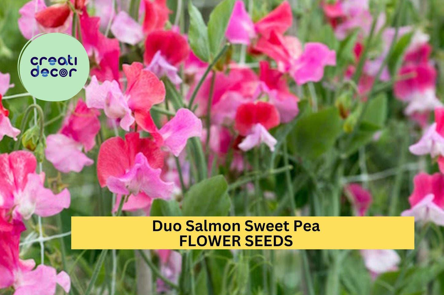 50+ Duo Salmon Sweet Pea Seeds – Soft Pink-Orange Fragrant Blooms for Garden Planting, Climbing Vines for Trellises – USA
