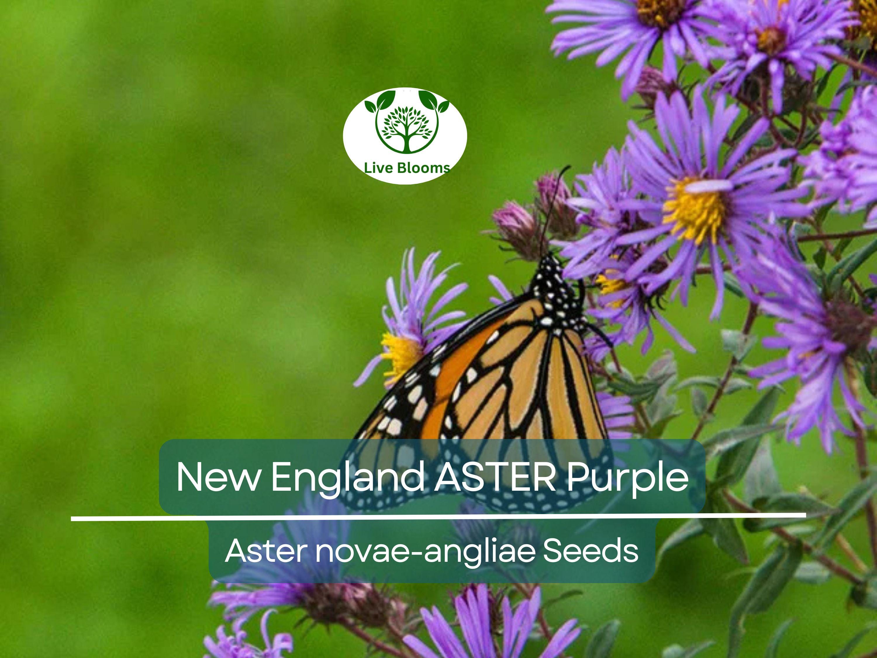 500 Seeds New England ASTER Purple, Perennial, Heirloom, Fall Planting, Non-GMO, Attracts Pollinators, Beautiful Purple Blooms