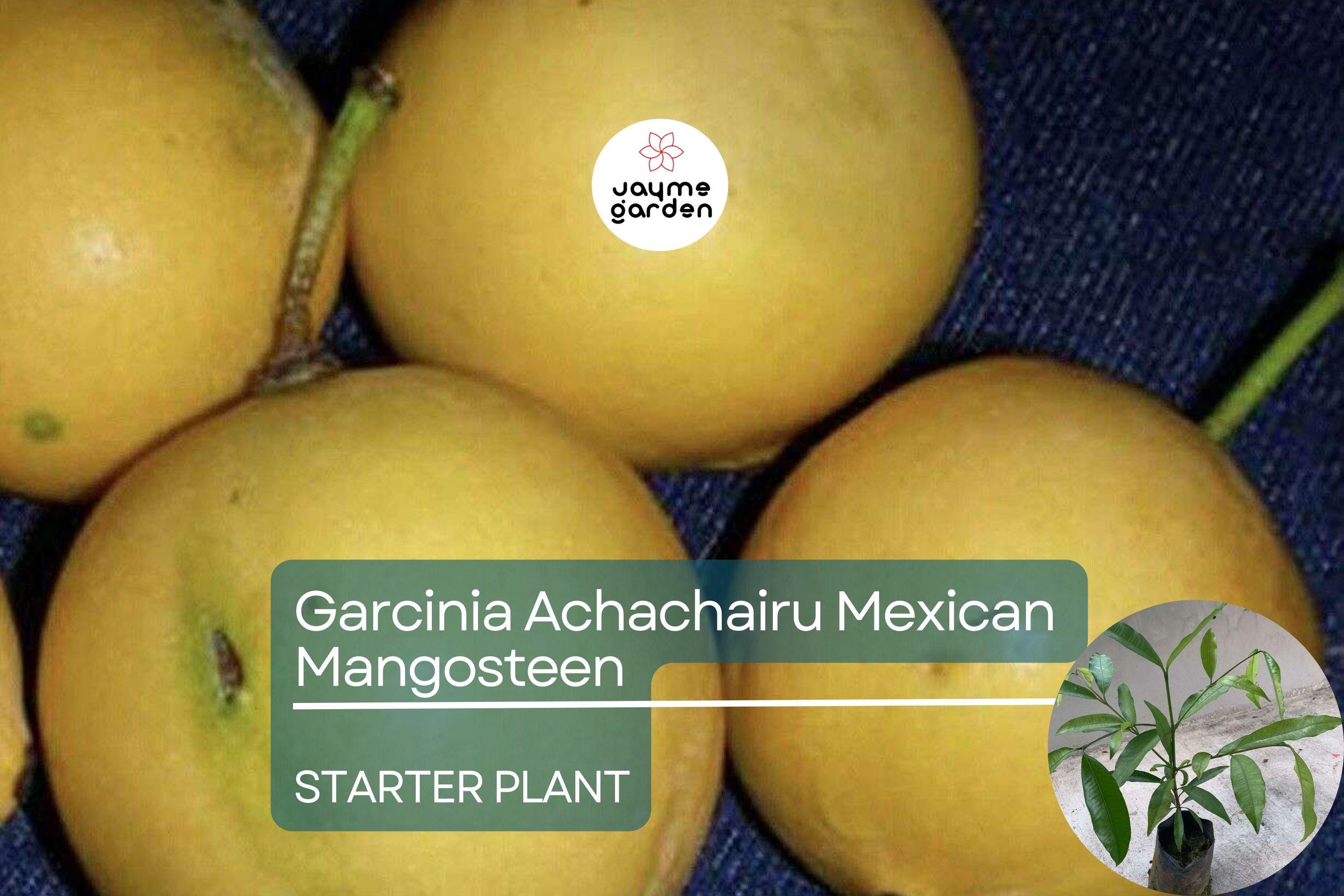Garcinia Achachairu Starter (Mexican Mangosteen) – Exotic Tropical Fruit Tree, 10”-18” Live Plant, Sweet & Tangy Flavored Fruit