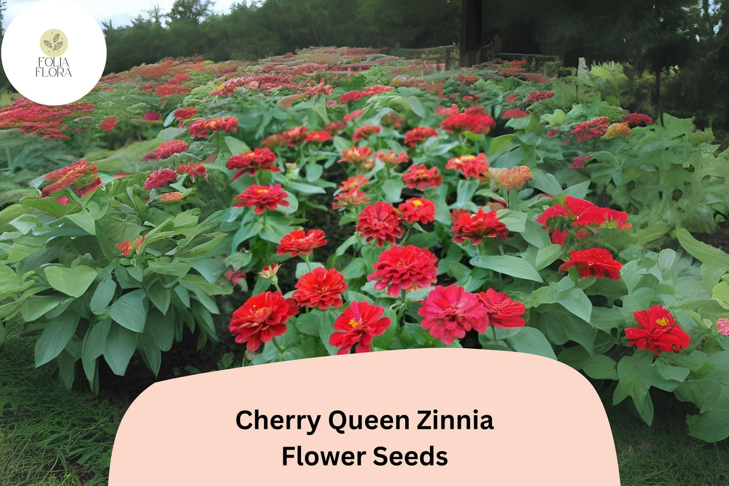 100+ Cherry Queen Zinnia Seeds – Bold Cherry-Red Blooms for Cut Flowers & Summer Gardens