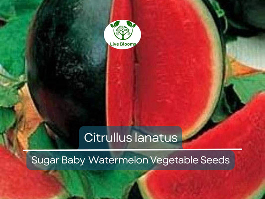 Sugar Baby Watermelon (1000 mg Seeds), Heirloom Vegetables