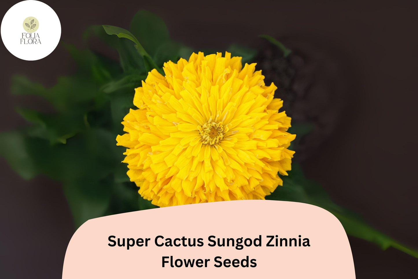 Super Cactus Sungod Zinnia Seeds: Large Yellow Blooms, Heirloom Non-GMO
