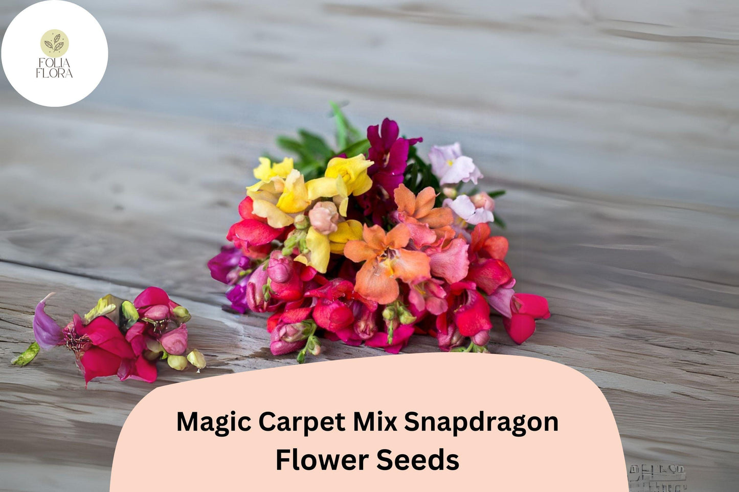 Antirrhinum majus Magic Carpet Mix Snapdragon Seeds – 1000+ Vibrant Blooms for Garden & Cut Flowers