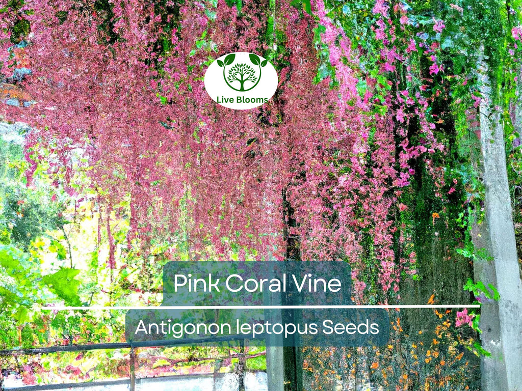 5 Pink Coral Vine Flower Seeds | Mexican Creeper (Antigonon leptopus) | Rare, Vining, Creeping Flowering Plant for Gardens