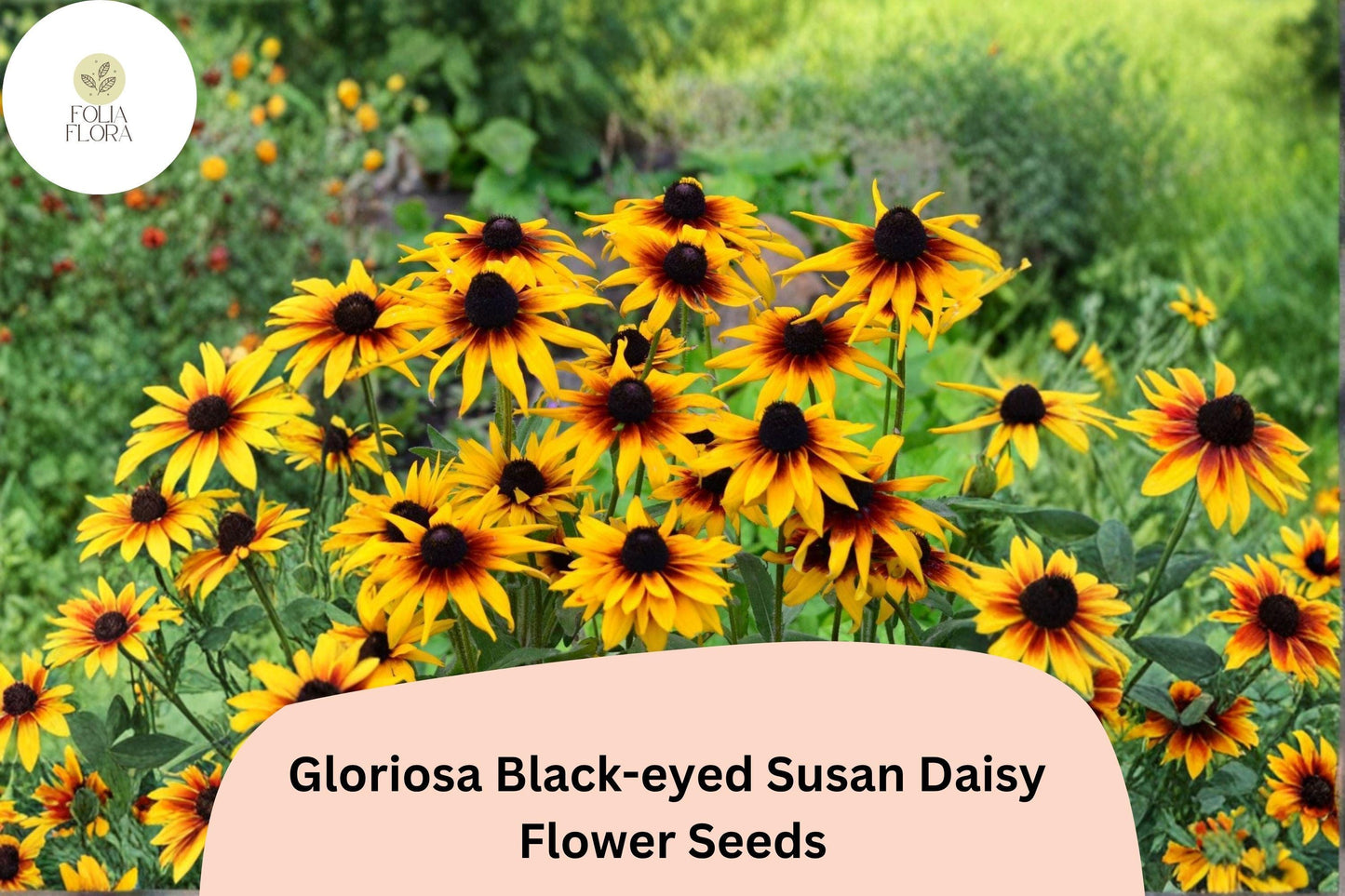 200+ Gloriosa Black-eyed Susan Daisy Seeds | Rudbeckia hirta | Yellow & Red Blooms | Pollinator Garden