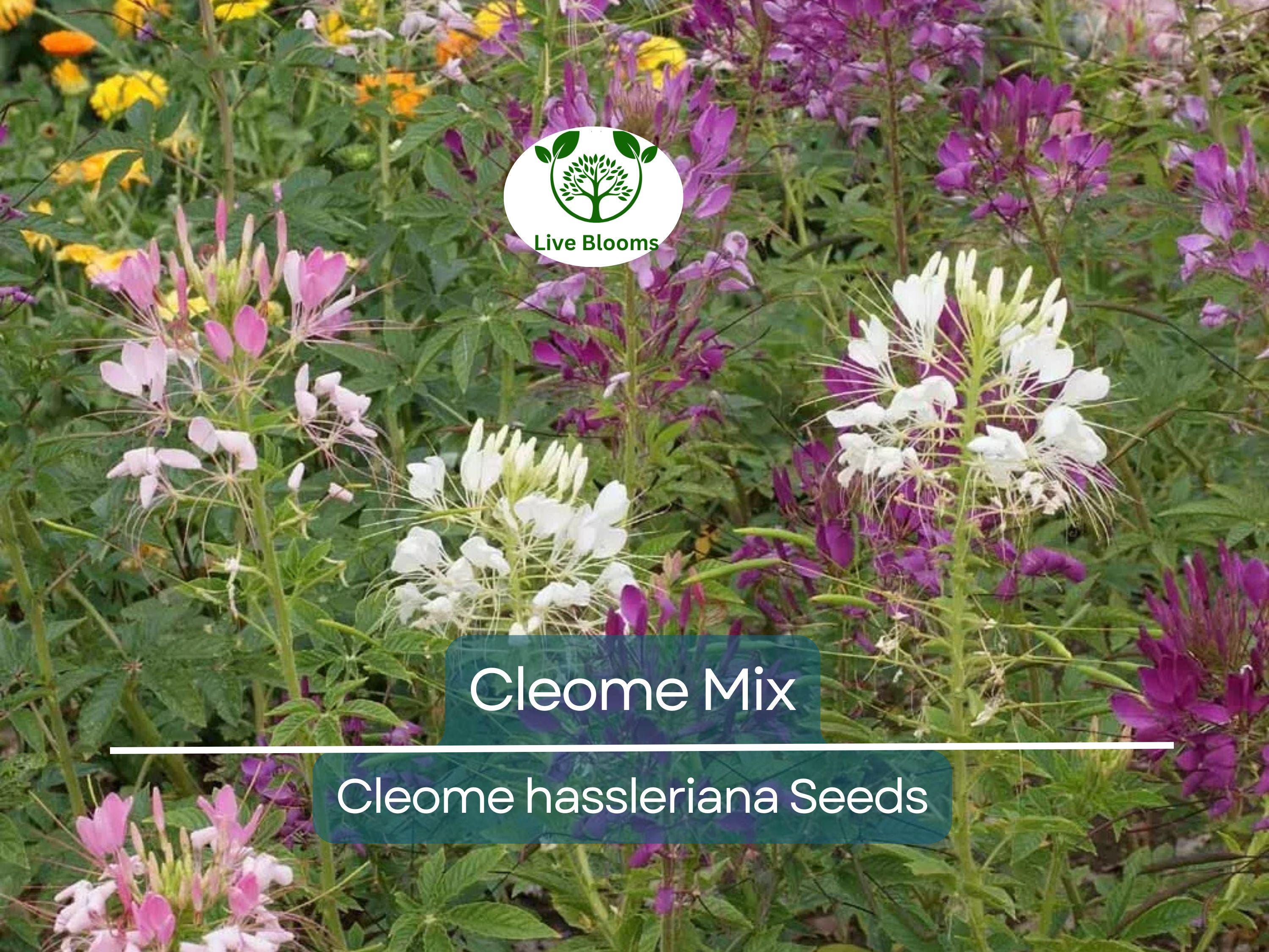 200 Cleome Spider Flower Seeds – Mixed Colors | Cleome hassleriana | Fall Planting | Pollinator Friendly | Non-GMO Wildflower