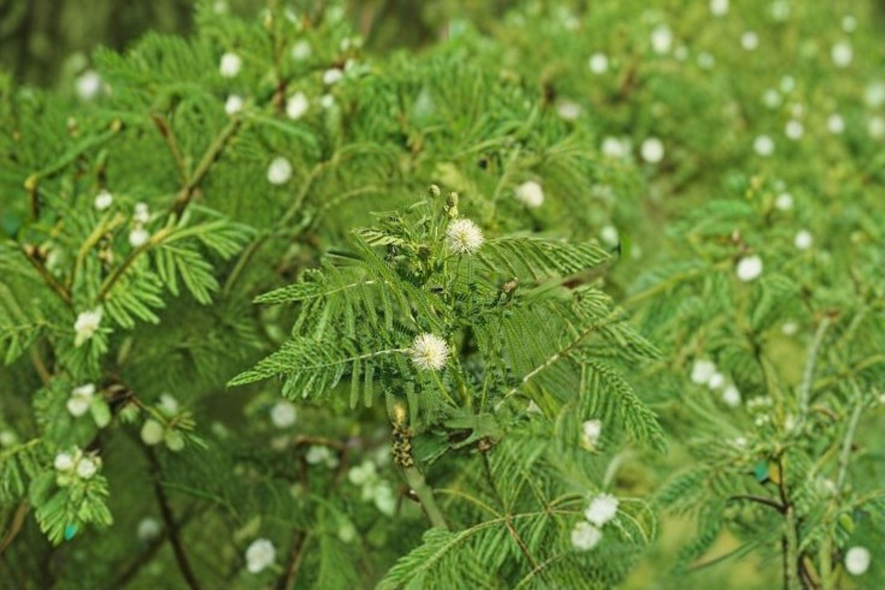 Illinois Bundleflower – Desmanthus illinoensis Seeds | 50 Seeds | Native Prairie Wildflower | Nitrogen-Fixing Pollinator Plant
