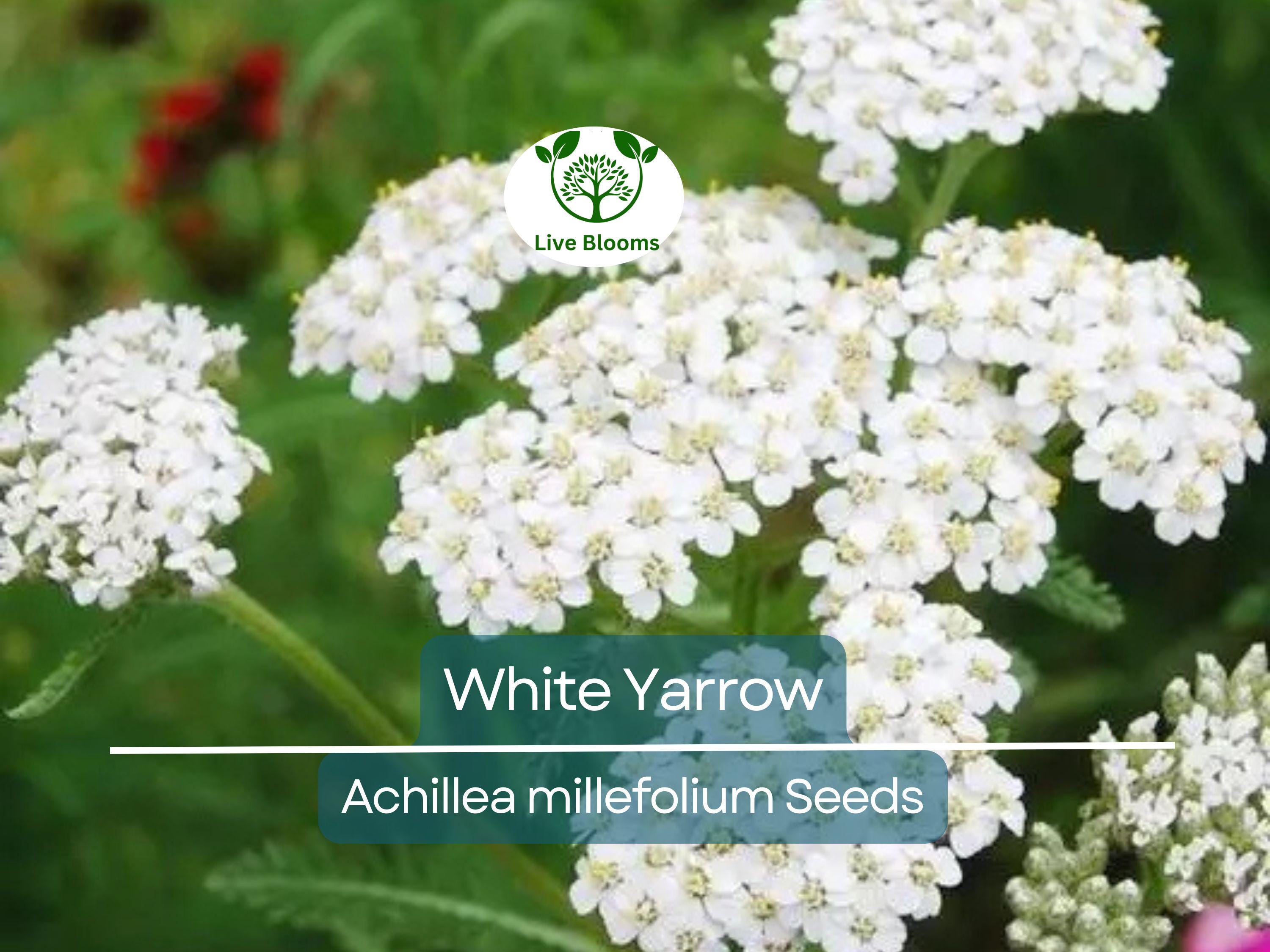 500 White Yarrow Seeds - Achillea millefolium | Perennial, Non-GMO, Pollinator Friendly, 12–36" Tall, Cut Flower Garden Favorite