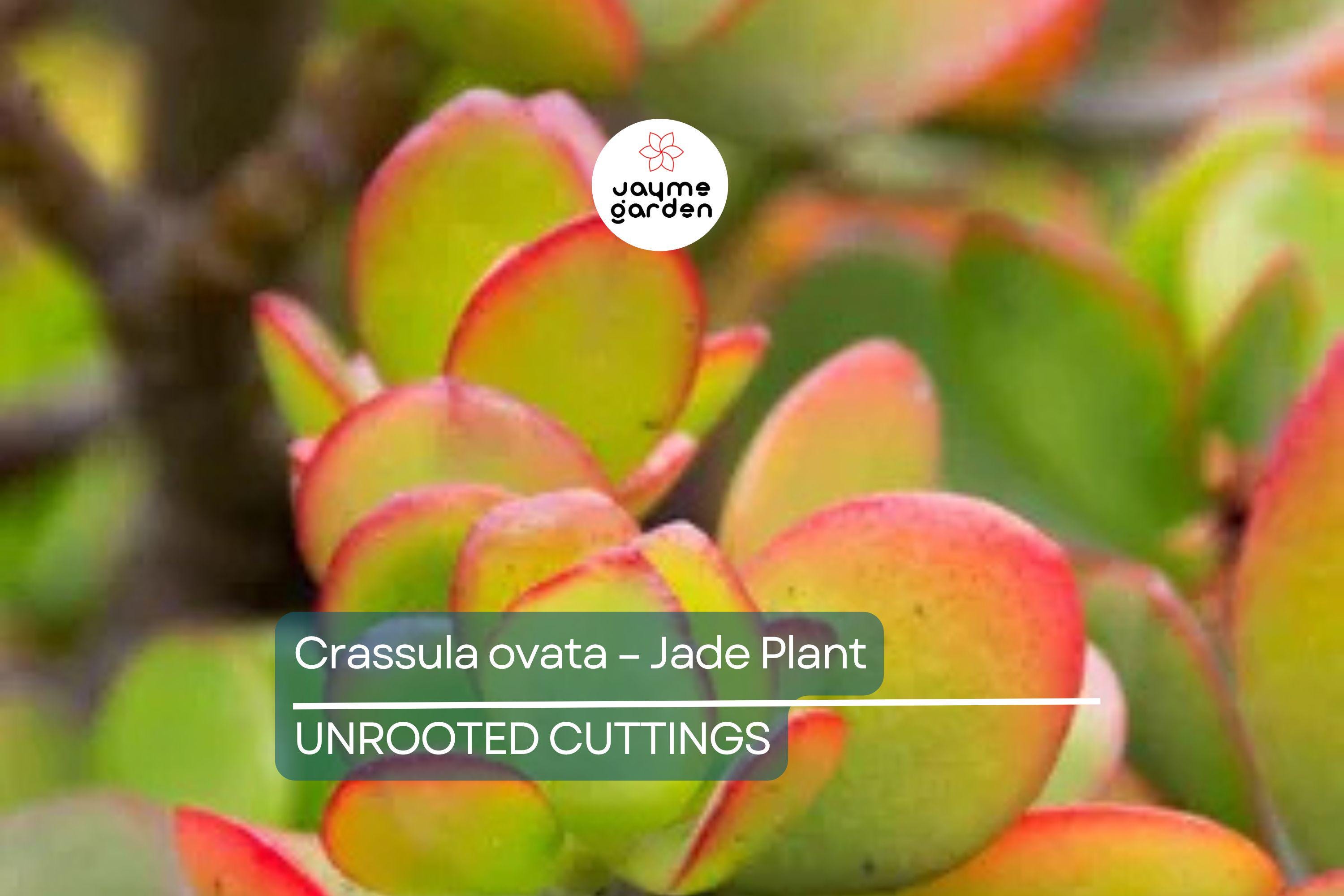 Crassula Ovata - Jade Plant | 2 Healthy Cuttings (3-5") | Easy-to-Grow Succulent for Indoor & Outdoor Decor