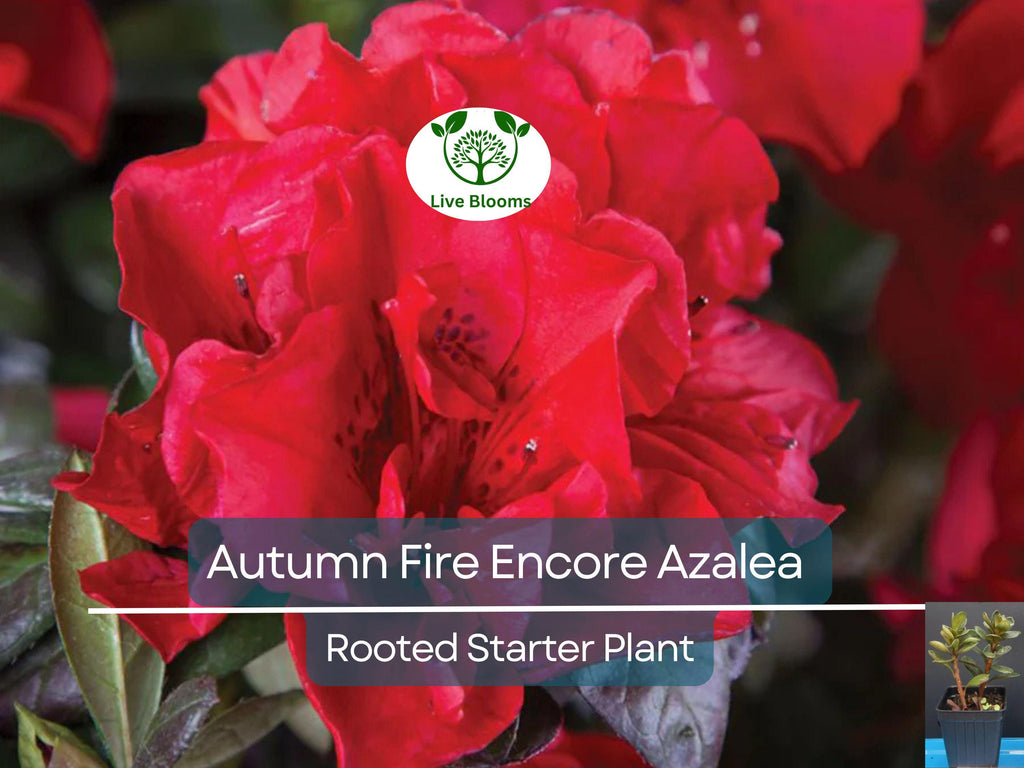 1 Encore Autumn Fire Azalea Plant – Deepest Red, Deciduous, Well-Rooted Starter, 4-10" Tall, Ships in Pot - Beautiful Fall Blooming Azalea