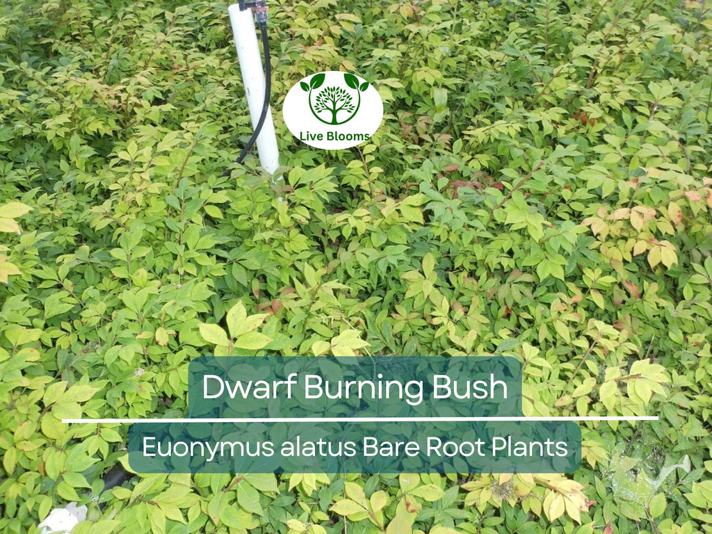 10 Dwarf Burning Bush Plants – Euonymus Alatus Bare Root Shrubs – Hardy Compact Ornamental with Brilliant Fall Color
