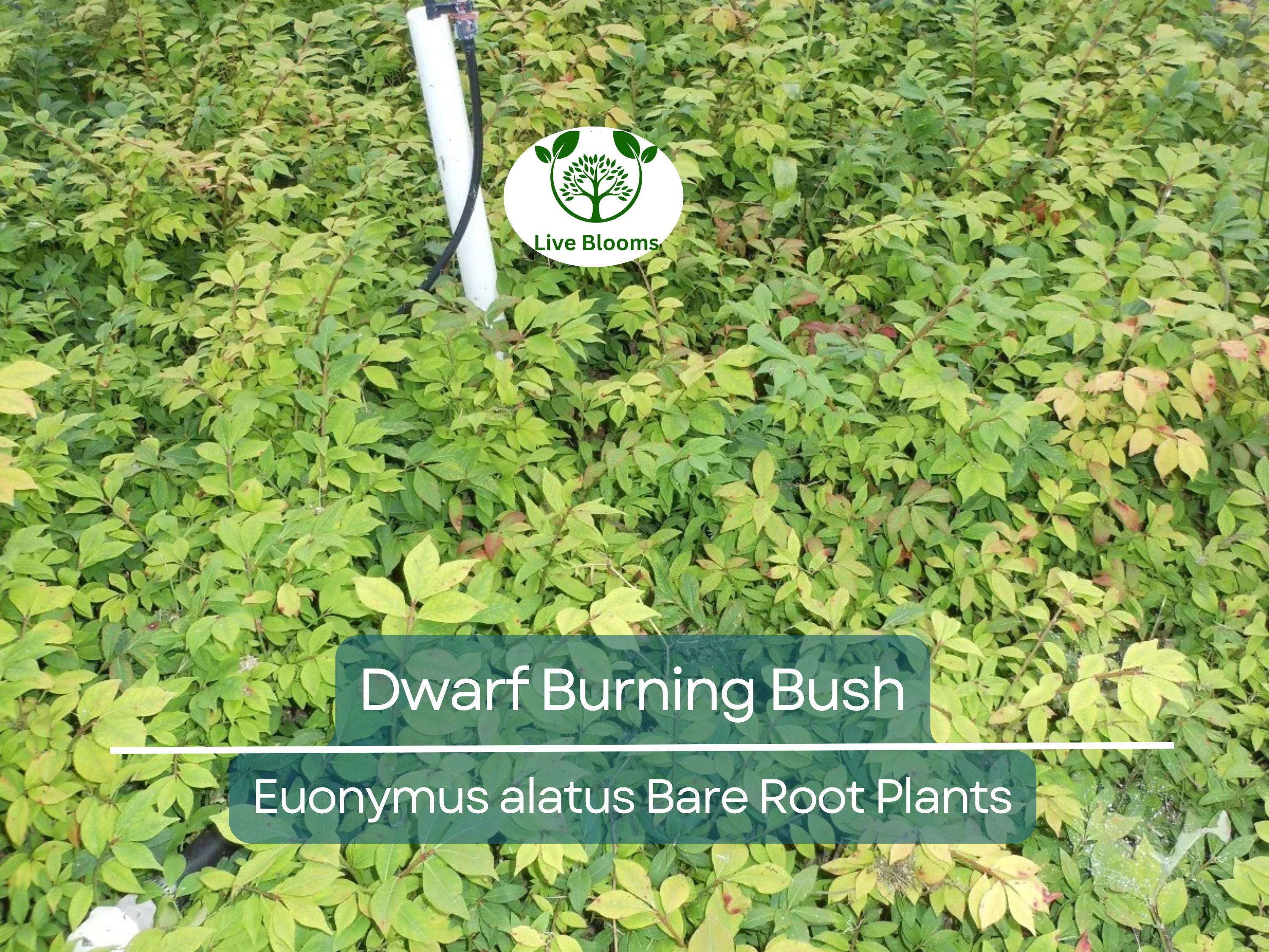 10 Dwarf Burning Bush Plants – Euonymus Alatus Bare Root Shrubs – Hardy Compact Ornamental with Brilliant Fall Color