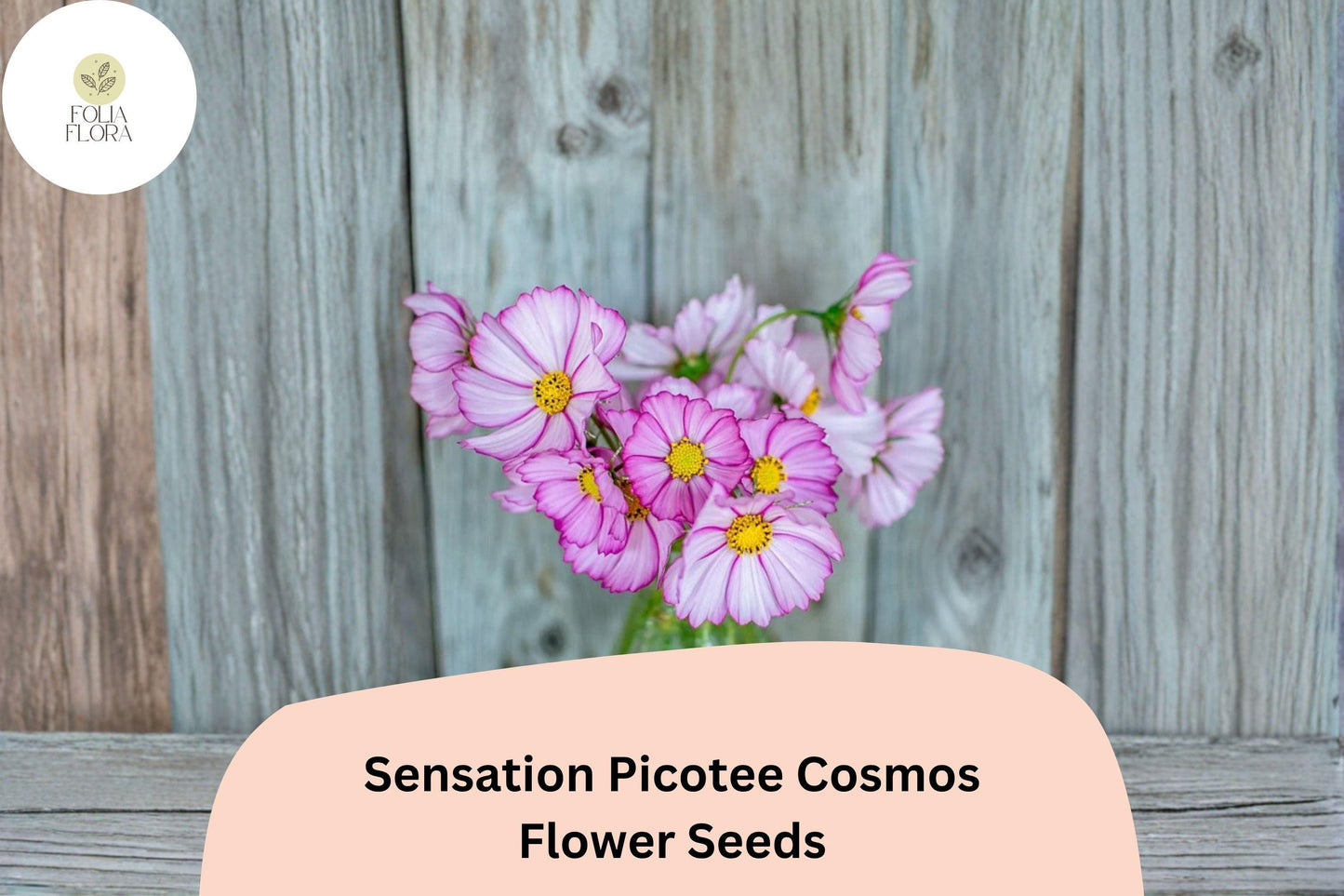 200+ Sensation Picotee Cosmos Seeds | Cosmos bipinnatus White Flowers with Pink Edges | Annual Garden Flower Seeds