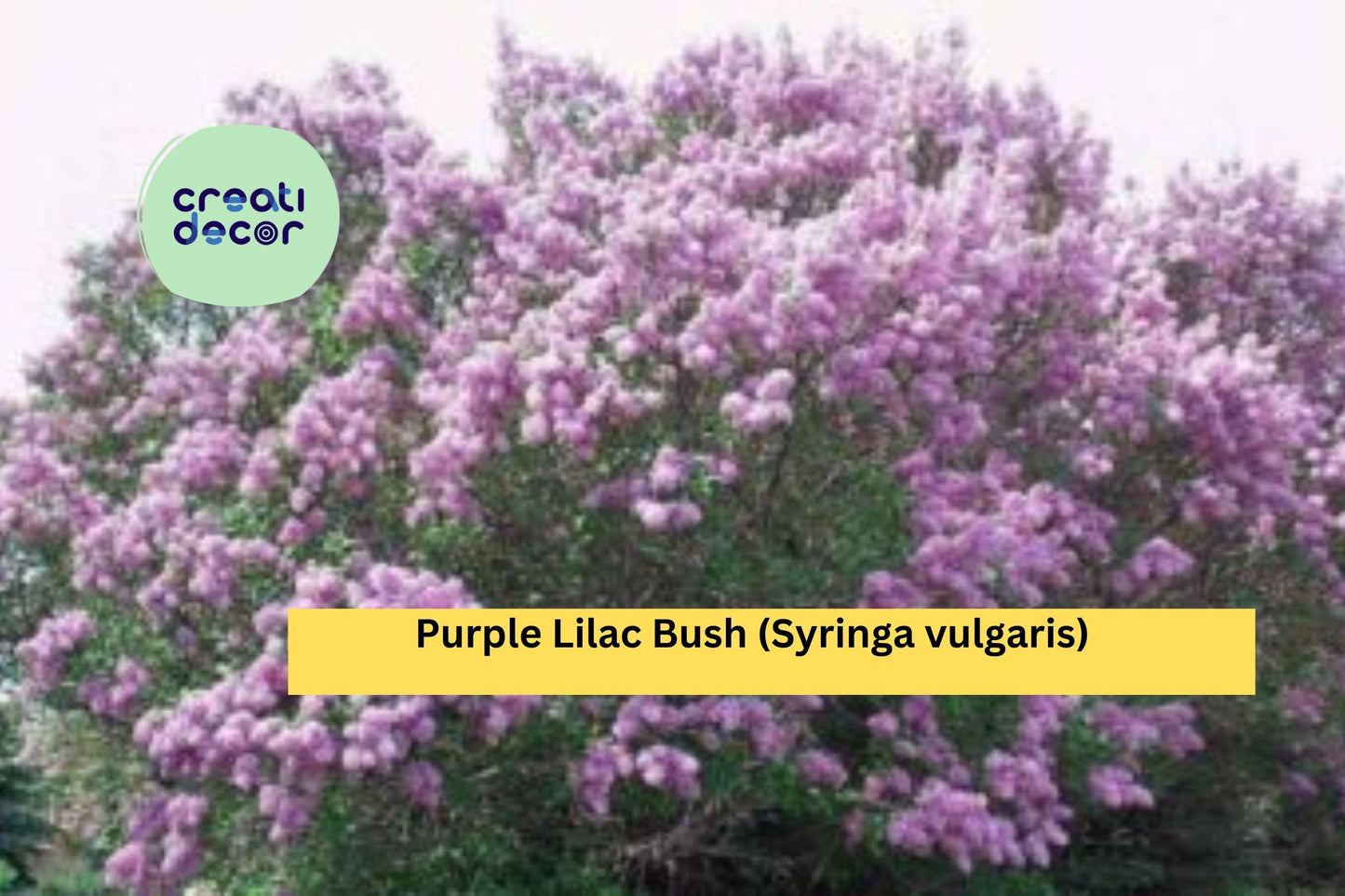 20 Common Lilac Bushes – Purple Syringa vulgaris Bare Root Shrubs with Planting Instructions, Hardy Perennials for Spring Gardens