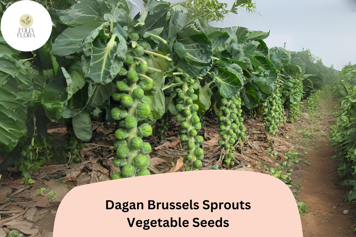 500+ Dagan Brussels Sprouts Seeds | Brassica oleracea | High-Yield Hybrid Sprout Variety | Bulk Garden Seeds