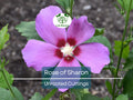 Set of 10 Unrooted Rose of Sharon Cuttings - Mix of White & Purple Hibiscus syriacus - Perfect for Planting, Grafting, and Propagation