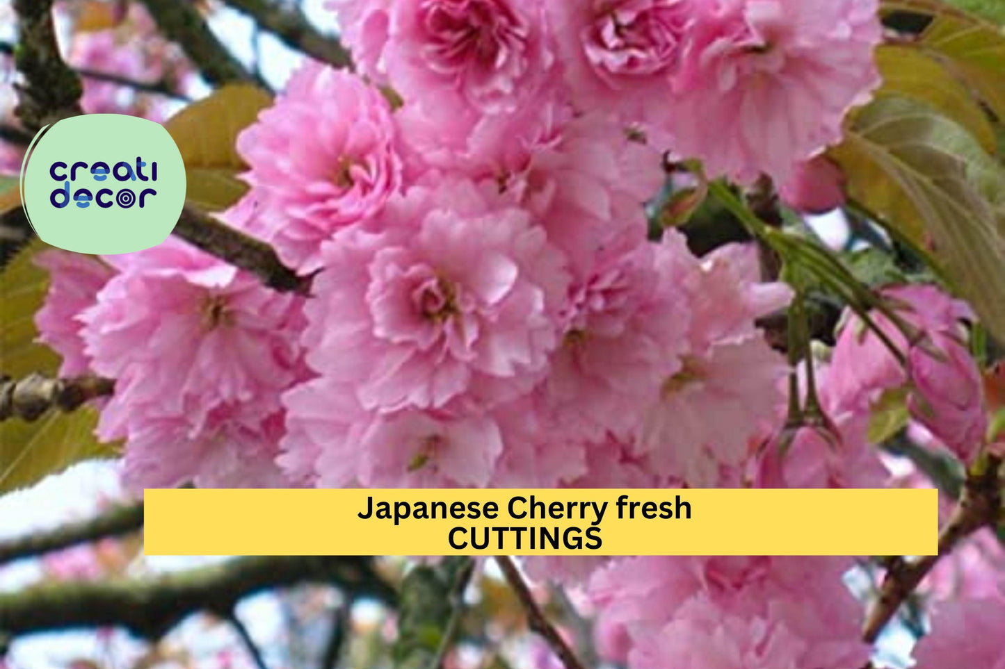 10 Japanese Cherry Cuttings | Fresh Unrooted Stems for Propagation | Ornamental Flowering Tree | Prunus serrulata Starter