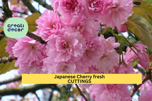 10 Japanese Cherry Cuttings | Fresh Unrooted Stems for Propagation | Ornamental Flowering Tree | Prunus serrulata Starter