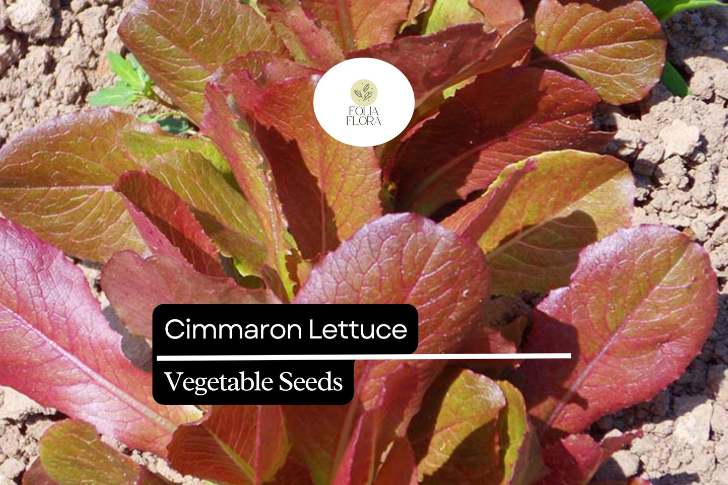 1000 Cimarron Lettuce Seeds – Lactuca sativa – Heirloom Romaine, Deep Red Leaves, Crisp Texture, Non-GMO, Heat-Tolerant, Easy to Grow