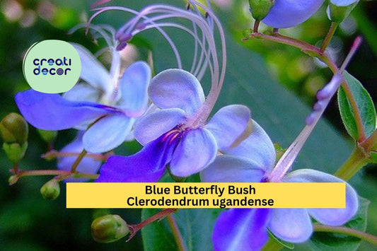Blue Butterfly Bush – Clerodendrum ugandense Rooted Starter Plant, Exotic Perennial Shrub with Blue Orchid-Like Blooms for Garden or Patio