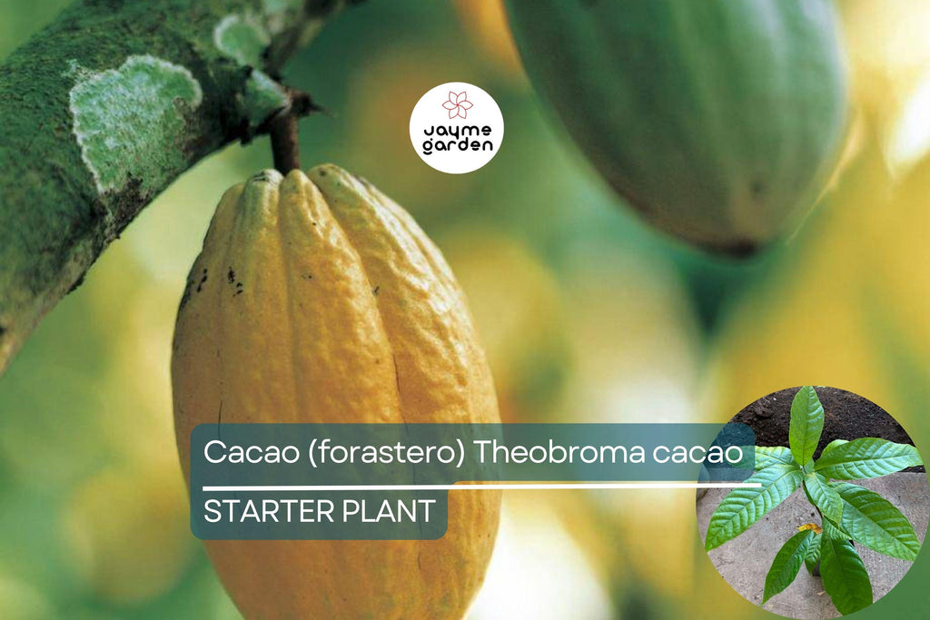Cacao Tree Starter Plant – Live Tropical Fruit Tree (Theobroma cacao) | Forastero Variety | 1’-2’