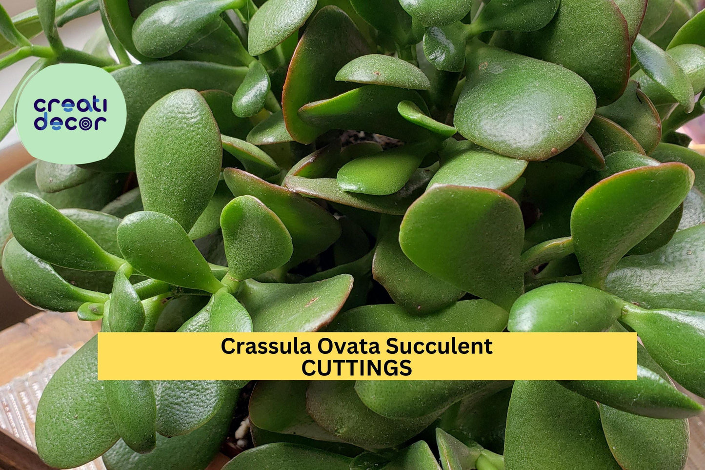 8 Jade Plant Cuttings – Fresh Crassula ovata Succulent Stems | Easy to Root, Ideal for Pots, Arrangements, or Indoor Garden Projects