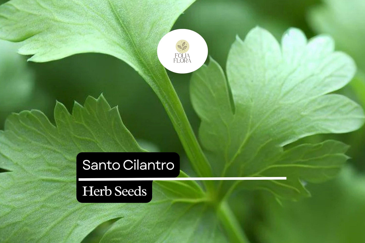 100 Seeds Santo Cilantro - Coriandrum sativum | Aromatic Herb for Culinary Use