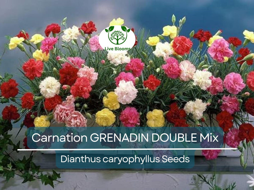 200 Seeds Carnation GRENADIN DOUBLE Mix, Dianthus caryophyllus, Pollinator-Friendly, Fragrant Cut Flowers, Florist Quality, for Gardens