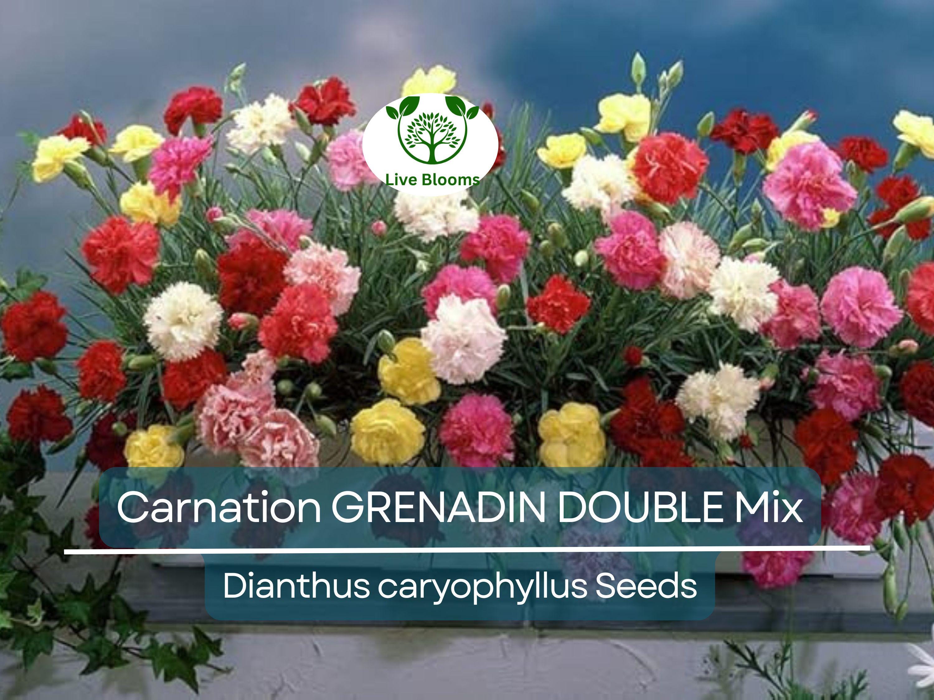 200 Seeds Carnation GRENADIN DOUBLE Mix, Dianthus caryophyllus, Pollinator-Friendly, Fragrant Cut Flowers, Florist Quality, for Gardens