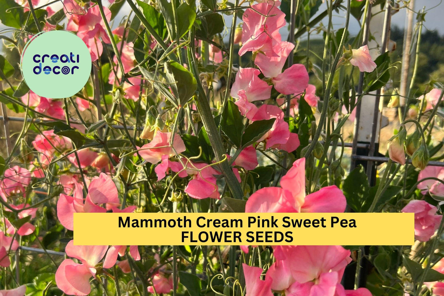 50+ Mammoth Cream Pink Sweet Pea Seeds – Large Fragrant Blooms for Garden Planting, Climbing Vines for Trellises & Bouquets – USA